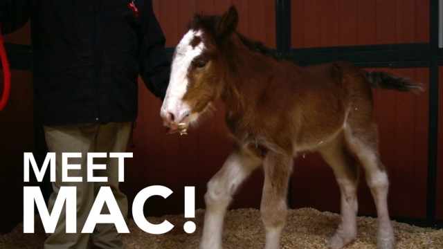 Mac, the first Budweiser Clydesdale born at Warms Springs Ranch in 2016.