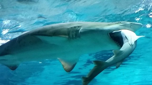 Sand tiger shark with a Banded hound shark in its mouth at COEX Aquarium.