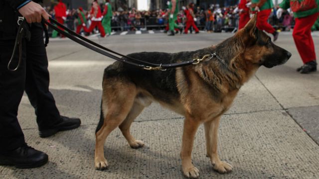 A police dog stands guard at a parade.