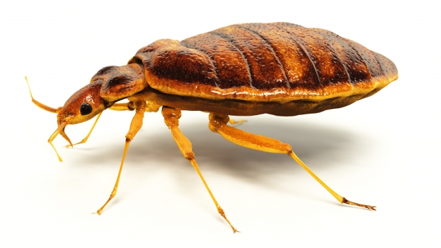 Bed bug infestations are becoming more common and are extremely difficult to control.