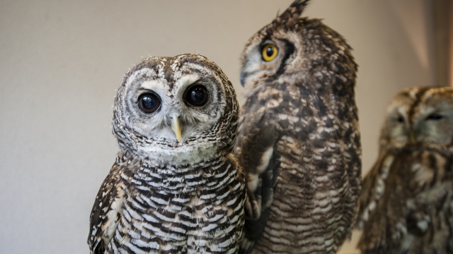 Three different species of owls sit on display at Tori-no Iru Cafe on February 23, 2014 in Tokyo, Japan.