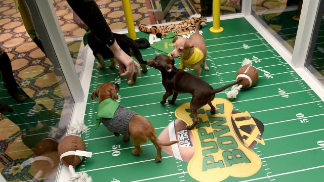 Shelter puppies help promote Puppy Bowl XII.