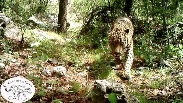 "El Jefe" is thought to be the only jaguar in the wild in the U.S.