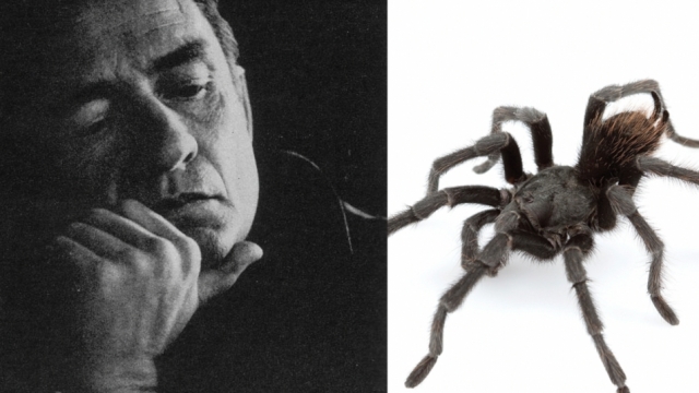 Image of Johnny Cash and the tarantula species named after him.