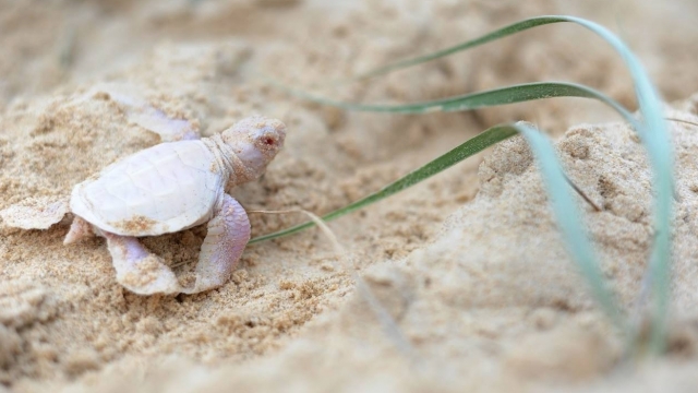 A rare albino green sea turtle leaves its nest.