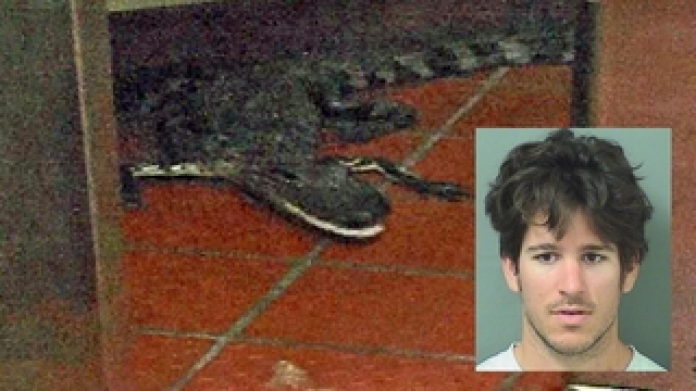 A picture of the alligator that was thrown through a drive-thru window at a Florida Wendy's in October, as well as the man accused.
