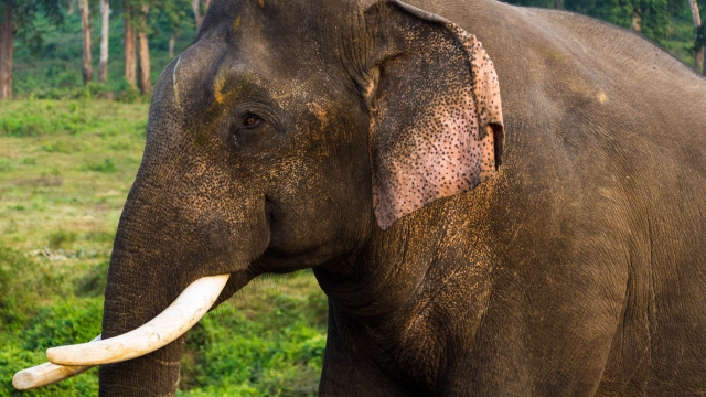 Asian Elephant in India