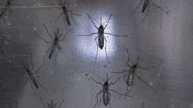 Aedes aegypti mosquitos.