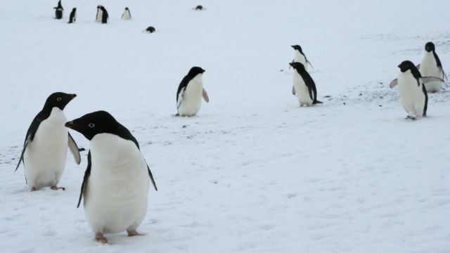 Adélie penguins in Antartica.