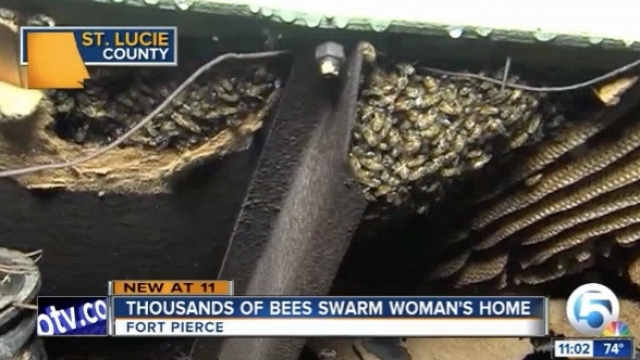 A nest of bees underneath Kathy Shampo's Florida home.