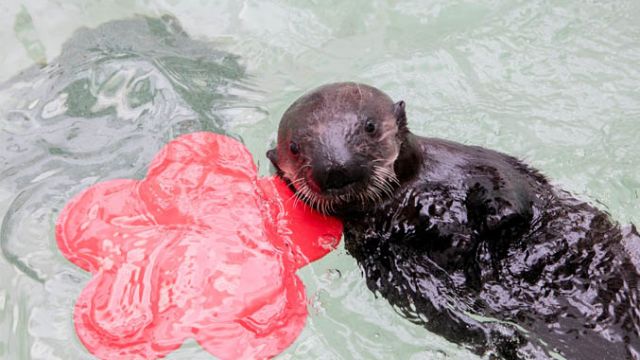 Pup 719 enjoys her new home at the Shedd Aquarium in Chicago.