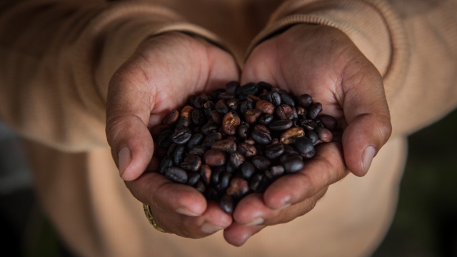 A handful of coffee beans.