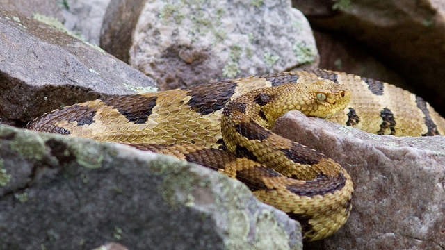 A timber rattlesnake, which can grow up to 5 feet in length.