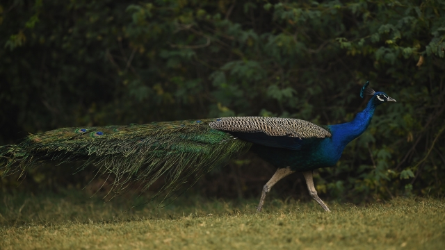 A peacock on the course prior to the start of the Hero India Open Golf at Delhi Golf Club on February 18, 2015 in New Delhi, India.