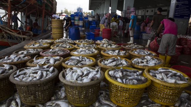 Barrels of fish sit on a dock after being unloaded from a boat at the port in Songkhla, Thailand.