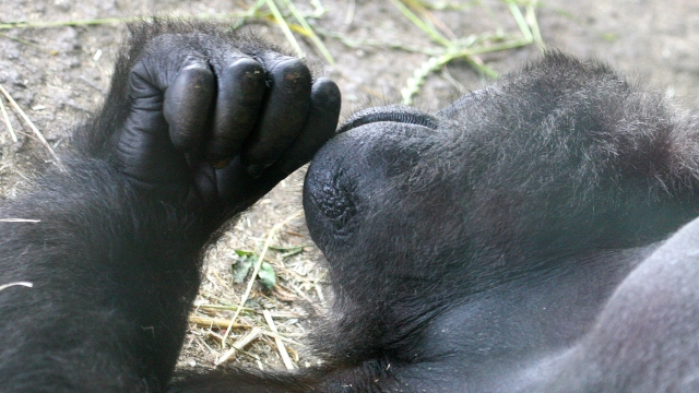 A gorilla.