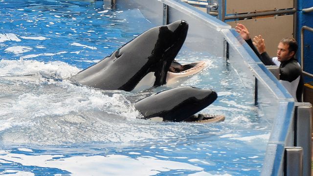A SeaWorld trainer works with Orca whales.