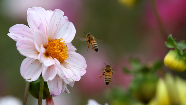 Bees fly around flowers in a field at Cypress Flower Farm on August 6, 2014 in Moss Beach, California.