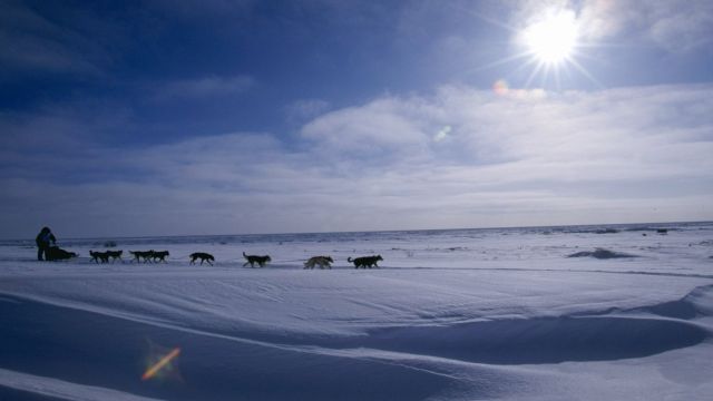 A dog sled team competes in the Iditarod in Alaska.
