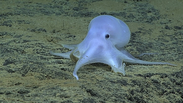 The NOAA discovered this creature over 14,000 below the ocean.