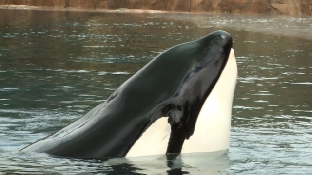 Tilikum, orca from "Blackfish" documentary.