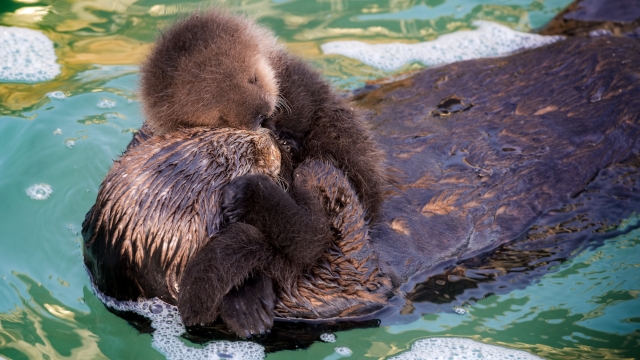 A wild sea otter and her newborn pup in the Great Tide Pool at the Monterey Bay Aquarium.