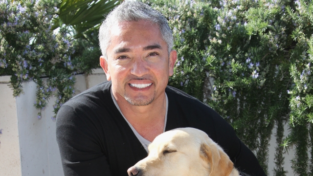 Cesar Millan attends a photocall during MIPTV at Palais des festivals on April 12, 2010 in Cannes, France.