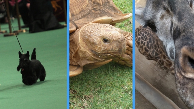 A collage of photos of a giraffe, tortoise and dog