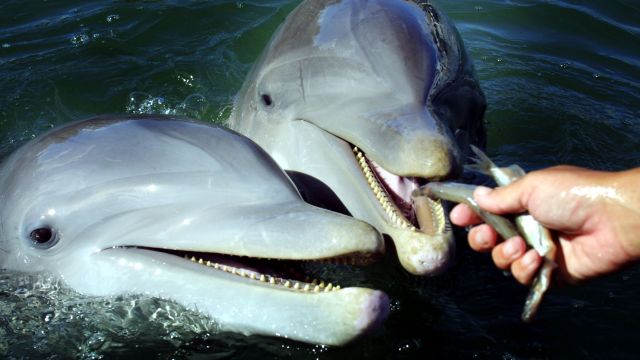 A trainer feeds bottlenose dolphins.
