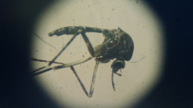 The Aedes aegypti mosquito is known to spread Dengue fever.