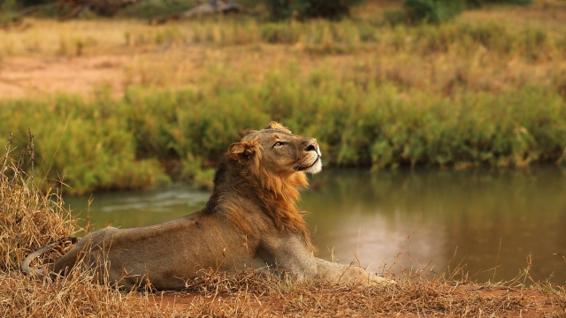 A lion lying next to a watering hole.