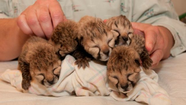 Five cheetah cubs are receiving round-the-clock care after C-section delivery.