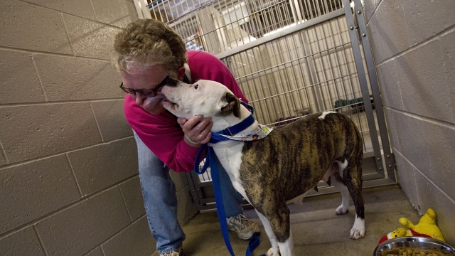 An American Staffordshire Terrier licks a shelter volunteer.