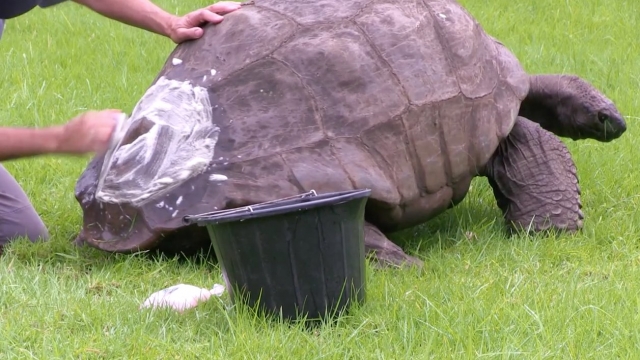 An image taken from a video of Jonathan the Giant Tortoise getting a bath.