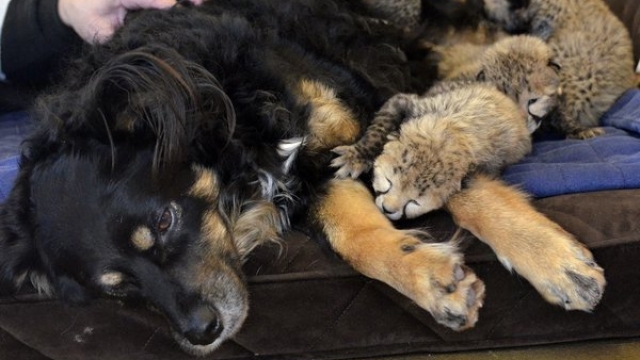 A photo of Australian shepherd Blakely with the cheetah cubs.