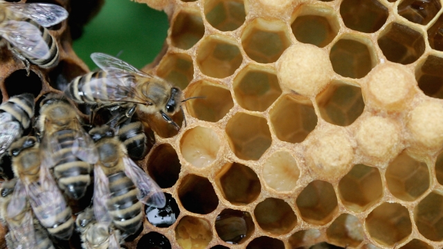 Bees convey more with threat warnings than researchers previously thought.