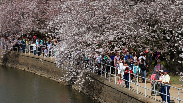 People stop to admire the blooming cherry blossoms at the Tidal Basin.