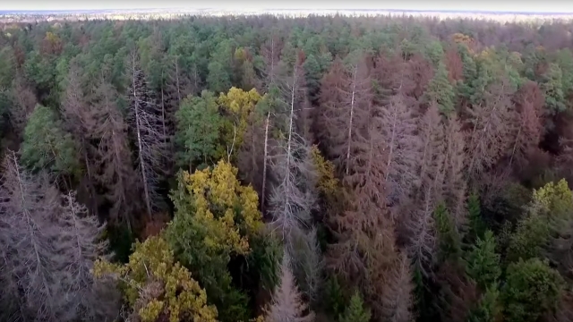The Bialowieza Forest as seen from above.
