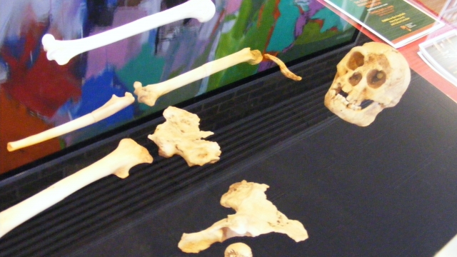 The bones of a human ancestor laid out for display.