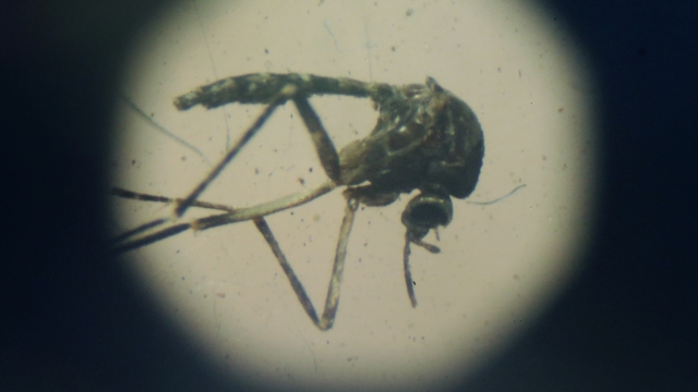 An Aedes aegypti mosquito, which can carry the Zika virus, is seen through a microscope.