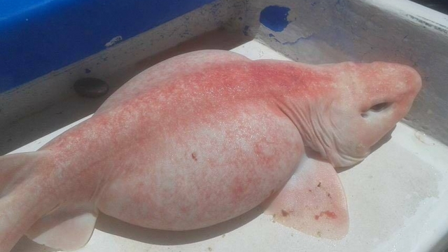 This odd-looking, pink-and-white swell shark was captured about a mile off the coast of Los Cabos, Mexico.