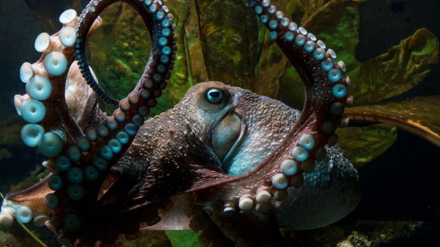 Inky the octopus escaped from his tank at the National Aquarium of New Zealand.