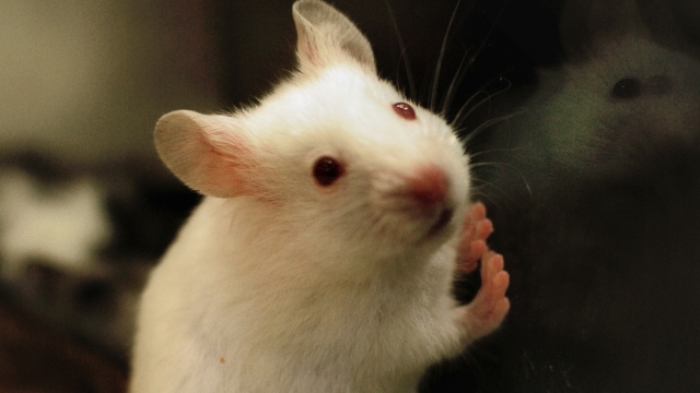A small white mouse stands with its paws against the side of a cage.