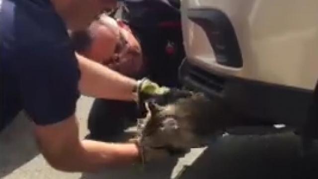 Firefighters rescue a cat stuck in a car's fender.