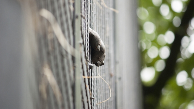 A chimp puts its fingers through a fence.