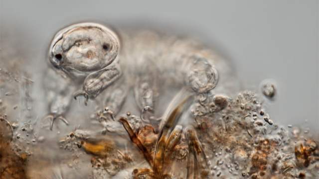 A tardigrade, or water bear, is shown under a microscope.