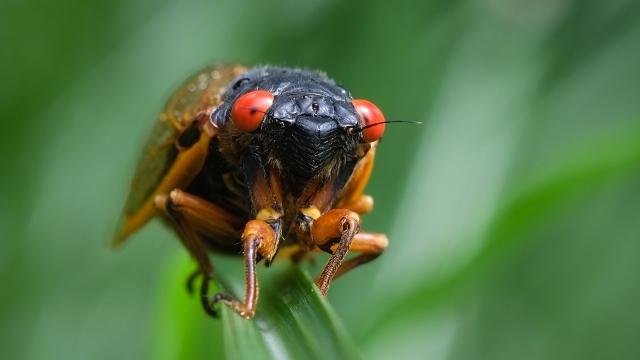 A close-up of a red-eyed cicada on a leaf.