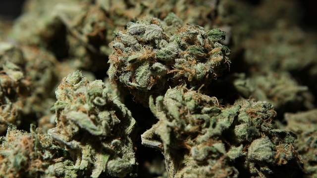 A bowl of medicinal marijuana is displayed