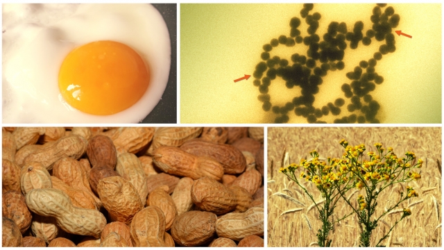 Nanoparticles could end allergies to eggs, peanuts, ragweed and more