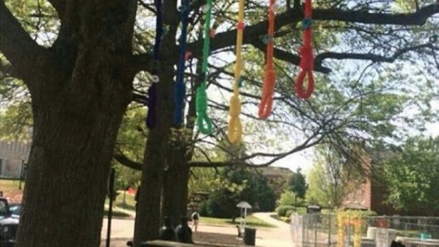 Officials at Austin Peay State University are investigating six rainbow-colored nooses on campus.